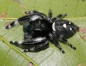 Adult male, Nassau County, Florida