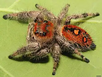 Adult female (orange form), Florida
