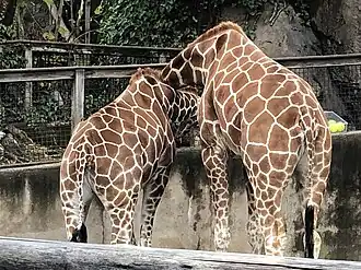 Two giraffes
