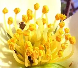 Stamens and branched style