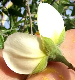 Sepals and hypanthium