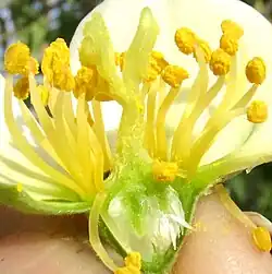 Dissected flower