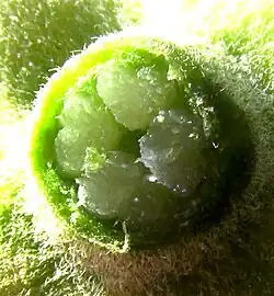 Dissected ovary with immature seeds