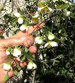 Flowering branch