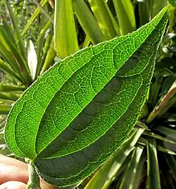 Leaf venation