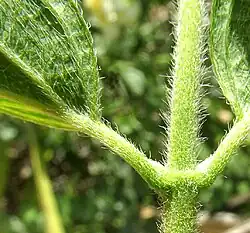 Silvery-hairy leaf undersurface, petioles and stem