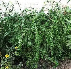 Bush among weeds at base of a cinderblock wall at the edge of a Mexican village