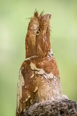 Batrachostomus septimus (Philippine Frogmouth)