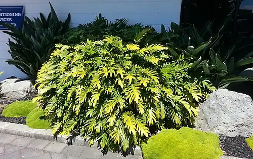 Philodendron xanadu, large clump growing in Penrose, Auckland, New Zealand