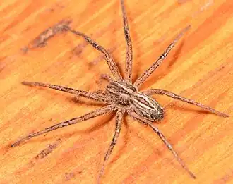 P. brachycephalus
