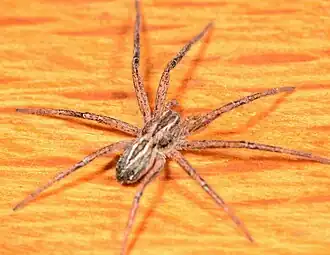 female