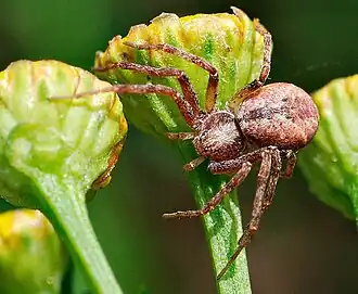 Philodromus cespitum