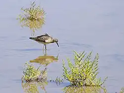Ruff, Parc natural de s’Albufera de Mallorca, Mallorca