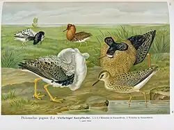 A white-collared satellite male and a brown-collared territorial male are displaying to each other. Two more males are in the background, and a female is in the foreground.