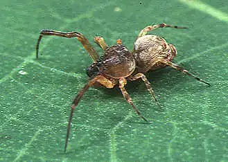 male P. prominens