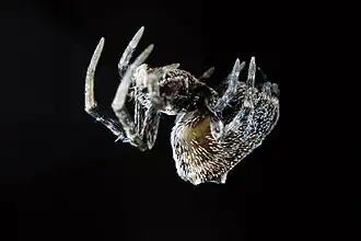 Philoponella congregabilis