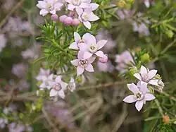 Philotheca spicata