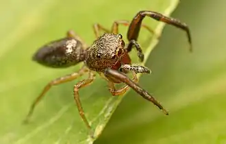 P. australis