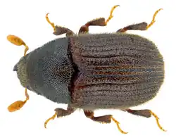 Example species