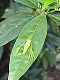 Phlogacanthus albiflorus