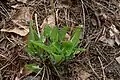 Single, basal rosette of Spring foliage
