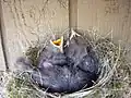 Immature birds in a nest, Norman, Oklahoma