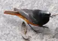 Caucasian black redstart (P. o. ochruros)