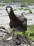 Juvenile brown booby in Phoenix Islands Protected Area