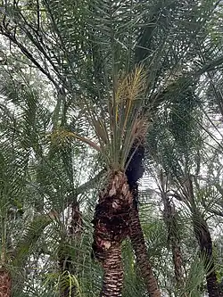 Phoenix rupicola
