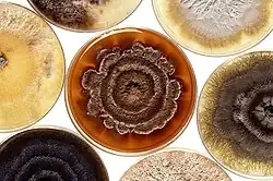 Cultures of the destructive mold called Phomopsis