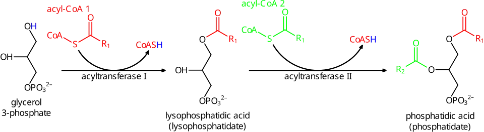 Phosphatidic acid synthesis