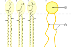 Phospholipids are effective natural surfactants that have important biological functions