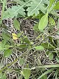 Photo showing the basal leaves