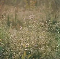 Subtle swirly bokeh in the background