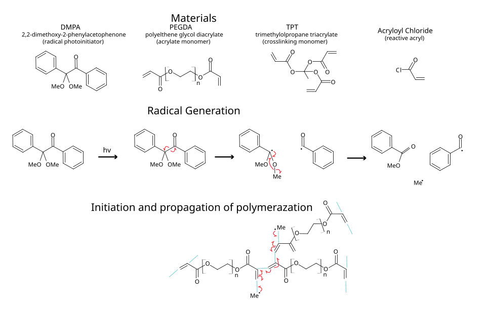 example of acrylate polymerization via radical photoinitiation. This type of hydrogel is sometimes used for biosensors as the conditions used are relatively mind to protein allowing them to be entrapped in the hydrogel, whilst retaining functionality and are porous enough to allow the diffusion of small molecules.[6]