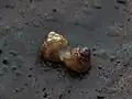 Two Phrixgnathus erigone mating