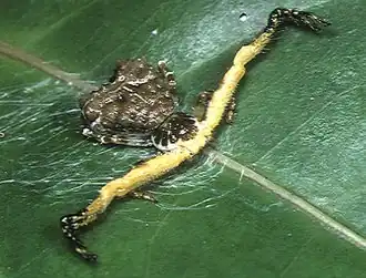 female P. ceylonica