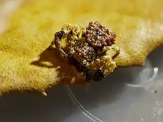P. katoi
