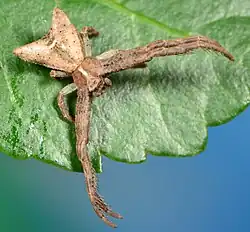 female P. melloleitaoi