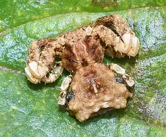 P. rugosa
