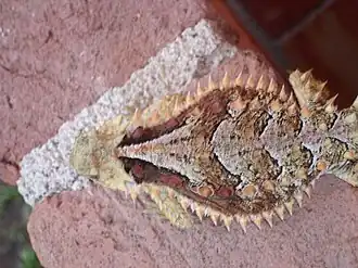 Showing dorsal patterns, in Jalisco