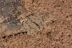 Pygmy short-horned lizard (P. douglasii), Washington, US (5 June 2014)