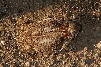 At Pinal County, Arizona