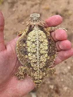 Pima County, Arizona