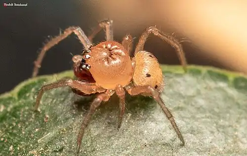 male