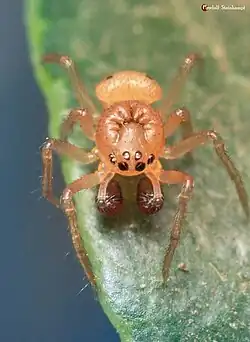 male P. martinae from South Africa