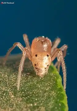 male