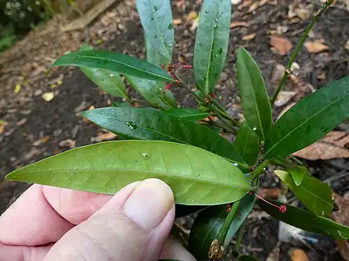 Leaves