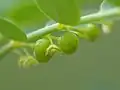 fruit