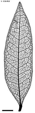 X-ray of leaf showing fine venation